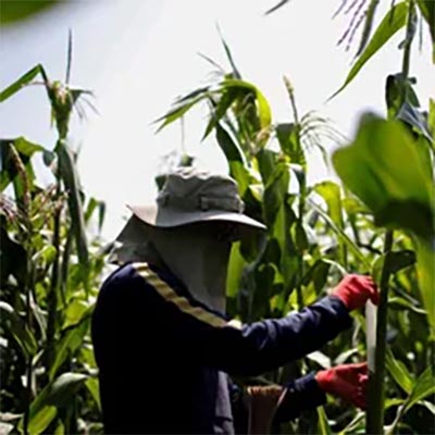 México será el quinto mercado con más demanda de maíz y principal importador en 2035