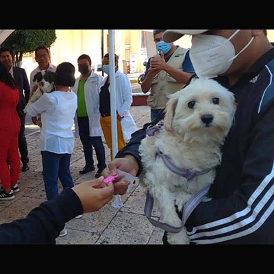 El auge de los envíos para mascotas redefine las entregas en México