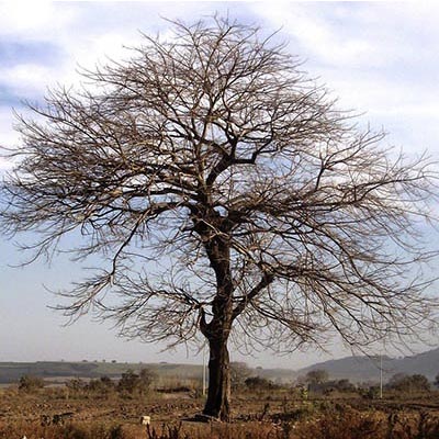 Amenazados de extinción 38% de los árboles del mundo: estudio