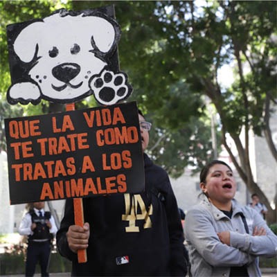 Gobierno atiende a asociaciones preocupadas por el maltrato a seres sintientes