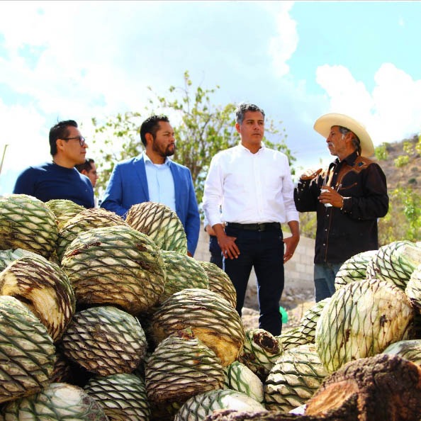 Impulsa Gobierno de la Ciudad tradición mezcalera con asesoría a productores