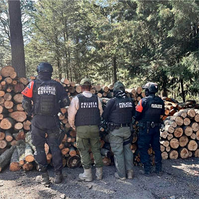 Puebla y Tlaxcala aseguran más de 200 troncos de madera ilegal en La Malinche