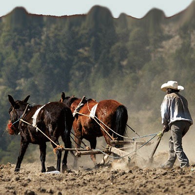 Campo mexicano, entre sequía, falta de apoyos, coyotaje…