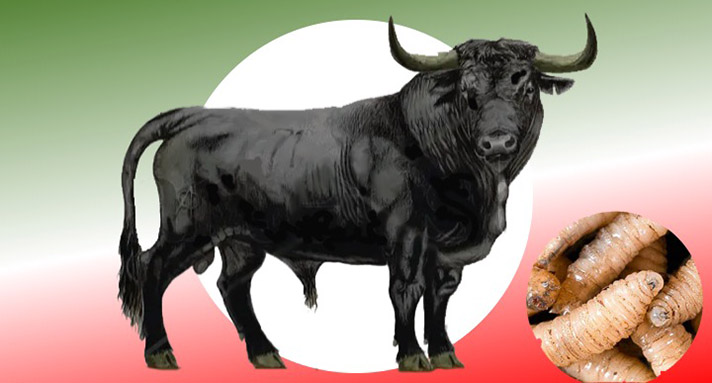 EU frena importación de ganado mexicano por 15 días: Sader