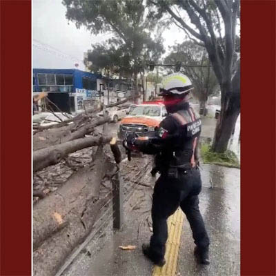 Atiende Protección Civil caída de árbol frente a Ciudad Universitaria