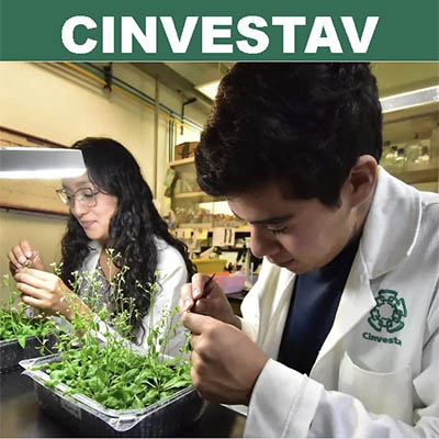 CRISPR-Cas: Innovaciones en la mejora genética del maíz para la sostenibilidad y seguridad alimentaria en México