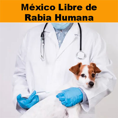 Gracias a la prevención por vacunación, México es libre de rabia humana transmitida por perros