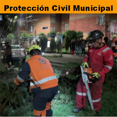 Atiende Protección Civil Municipal caída de árbol en Agua Santa; descarta personas lesionadas