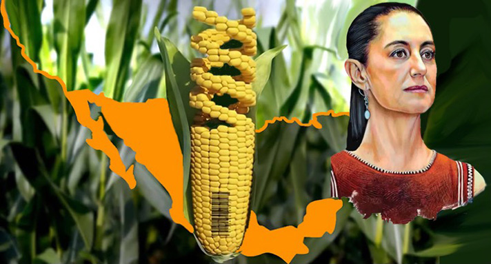 Anuncia Sheinbaum plan global para promover variedades nativas del maíz