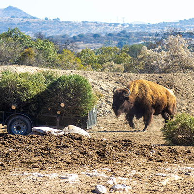 Gobierno de la Ciudad y Africam Safari inician campaña de reciclaje de árboles de Navidad