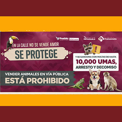 Refuerzan acciones para regular venta de animales en vía pública por instrucciones de Pepe Chedraui